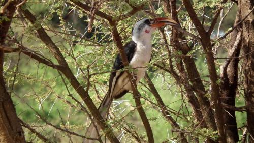 Samburu Intrepids Tented Camp