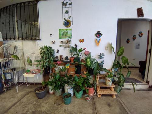 Jardín, Hotel Bluehouse in Zona 9