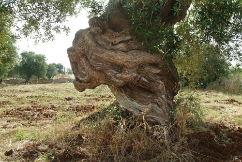 Hotel Masseria Tutosa - image 7