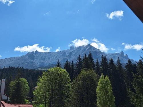 Pensiunea Gold - image 14