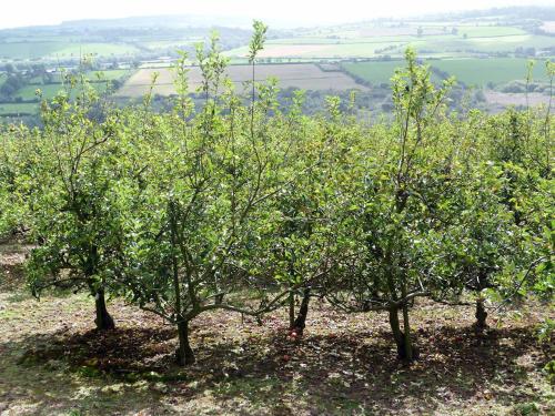 Létesítmények, 3 Bed in Lismore oc-ii07013 in Lismore