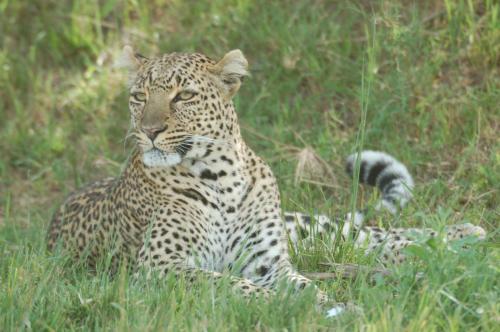 Mara Intrepids Tented Camp