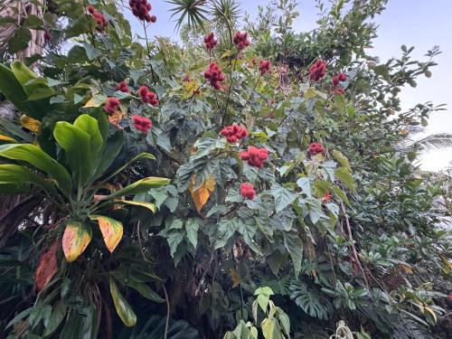 Hawaiian Ohana Home 4