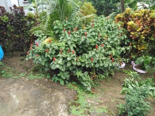 Anthurium Apartment Anthurium Apartment