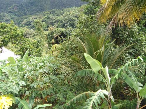 Anthurium Apartment Anthurium Apartment