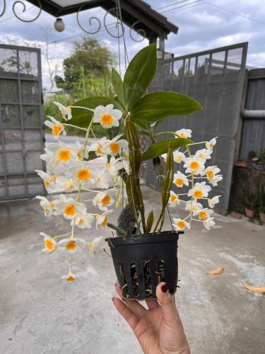 Khang Bao Vien in Distretto Cu Chi