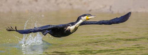 Morgan Kunda Birding Lodge in North Bank