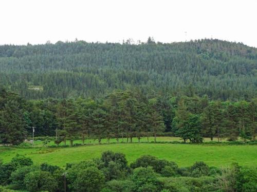 Forrest view in Dunfanaghy