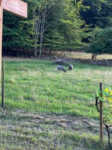 外部景觀, Sustainable Cabin In Beech Forest At Mellby Käsk (Sustainable Cabin In Beech Forest At Mellby Kask) in 錫姆里斯