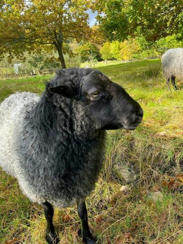 外部景觀, Sustainable Cabin In Beech Forest At Mellby Käsk (Sustainable Cabin In Beech Forest At Mellby Kask) in 錫姆里斯
