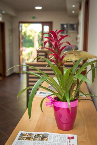 Green House Hostel - image 6