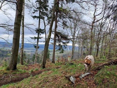 Bike & Enduro Penzion Petříkovice (Bike & Enduro Penzion Petrikovice) in ชวาเลซ