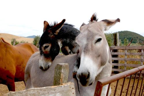 Il Giogo Agriturismo