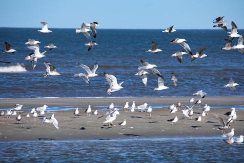Appartementhaus Bracht - Strandläufer - image 2