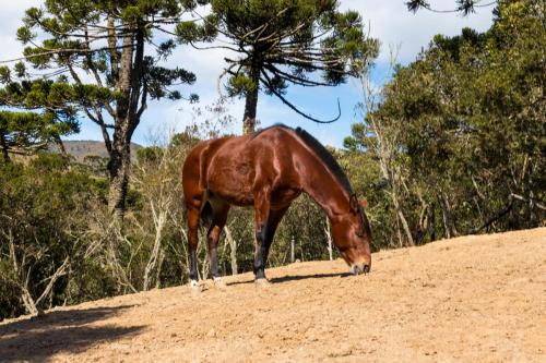 Rancho Chapaval Chalet Ponei in Parque Rancho Alegre