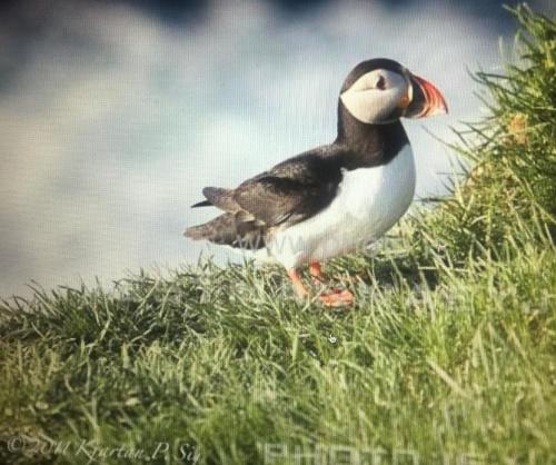 Puffin Nest Capsule Hostel