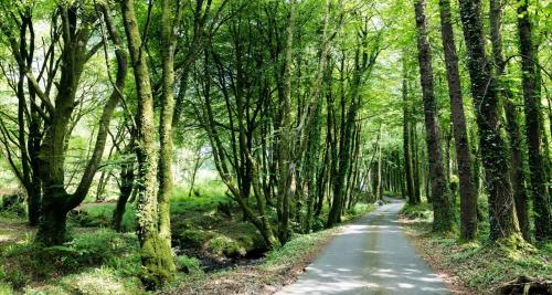 Warrensgrove Estate Self Catering Accommodation in Macroom