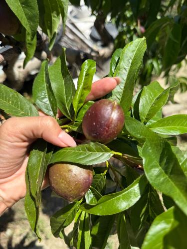 Safari House with fireplace in 阿格羅斯