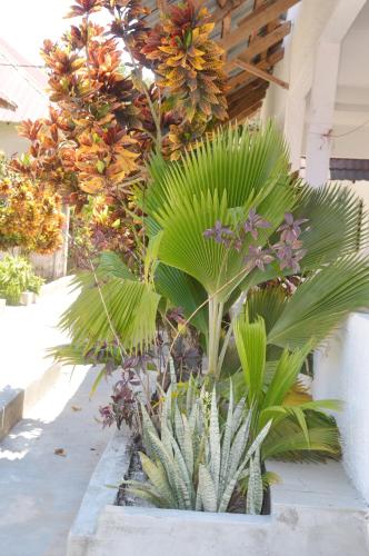 Vuai Bungalows & Restaurant – Kiwengwa Beach