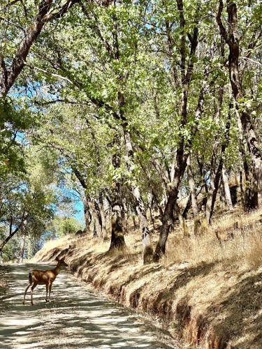 Blissful Acres hilltop cottage in Colfax (CA)