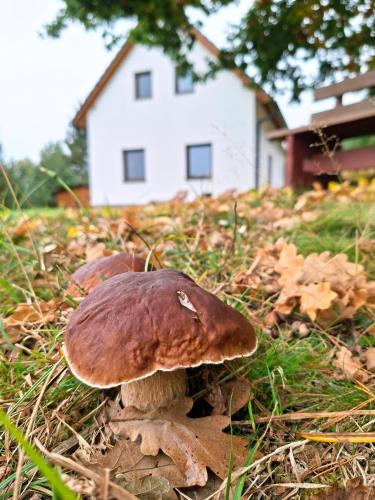 Klid na kraji lesa v Ceske Kanade - cely dum in Lásenice