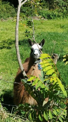 Omgivelser, Domo Gran Vista 28A in Urcuqui