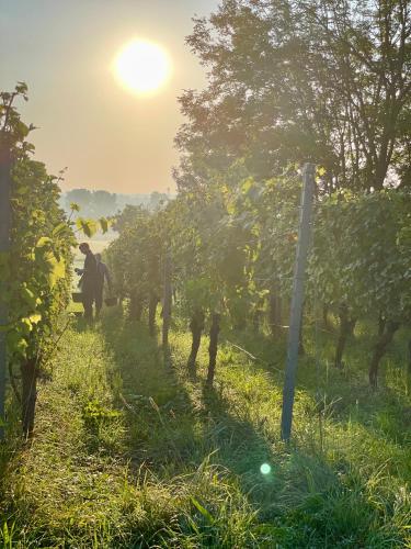 Vinotel Augustin in Sulzfeld am Main