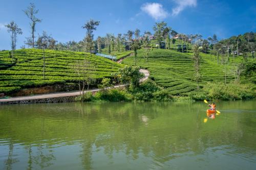 Wild Planet Jungle Resort