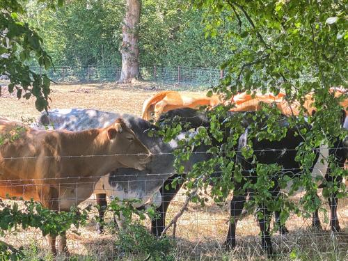 Exterior view, Wysteria, North Lodge in Rusper