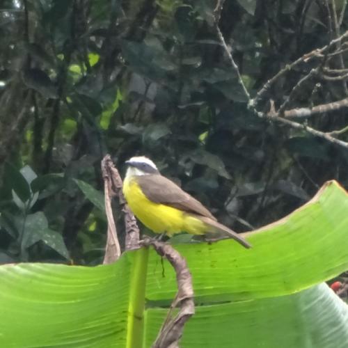 Garden, El Paraiso Escondido De Los Yumbos in Nanegal