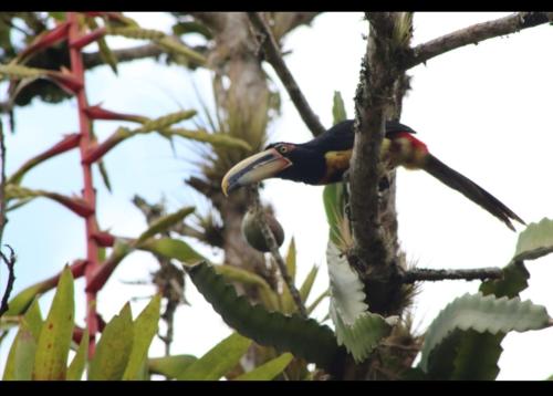 Exterior view, El Paraiso Escondido De Los Yumbos in Nanegal