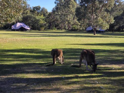 Wilderstay Glamping - Yanchep National Park in Yanchep