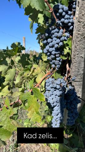 Vinarija Ljutica Winery Ljutica in Feketic