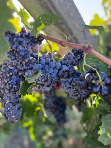 Vinarija Ljutica Winery Ljutica in Feketic