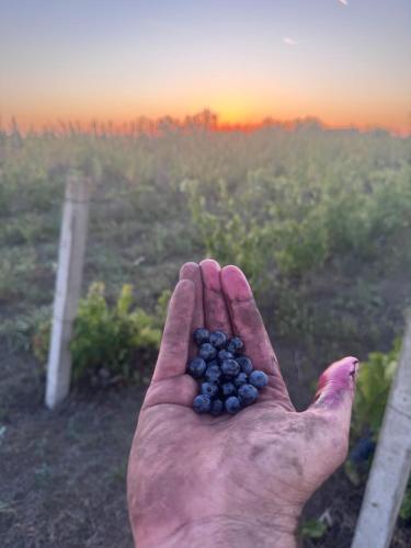 Vinarija Ljutica Winery Ljutica in Feketic