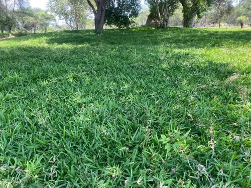 Atoma Lodge in Shakawe