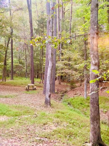 Dome Hideaway on 5 Acres-close to Carbarro & CH in 北卡羅來納州梅賓 (NC)