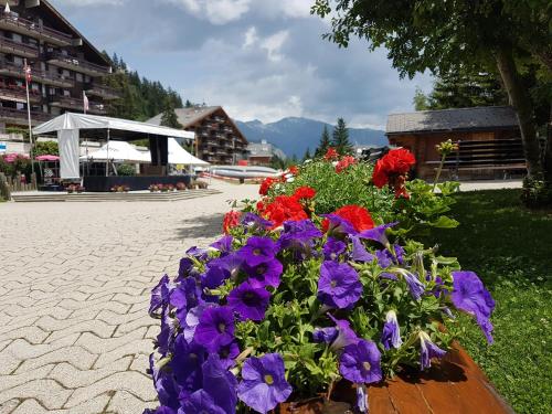 Holidays Groupes Anzère in Anzère, Schweiz