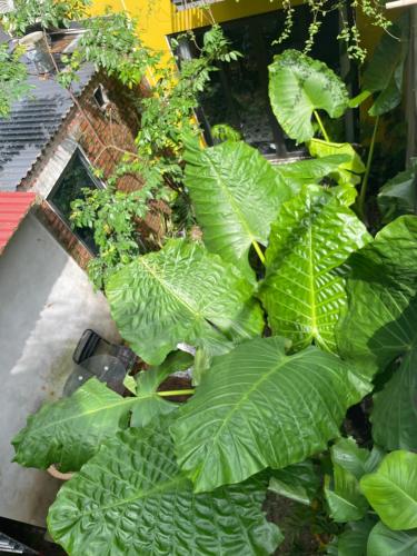 Ốc Homestay Cát Bà