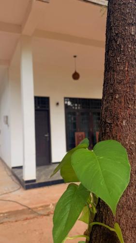 Yala Taman
