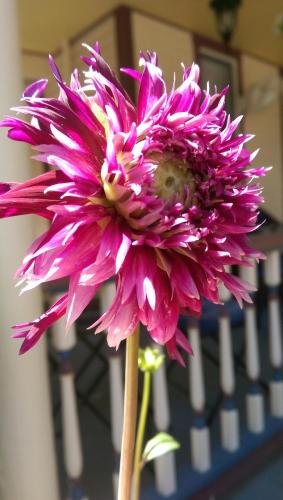 5 Ojo Inn Bed and Breakfast 5 Ojo Inn Bed and Breakfast