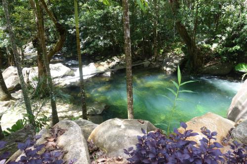 Daintree Secrets Rainforest Sanctuary