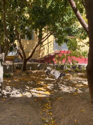 Lovely home in Urgench