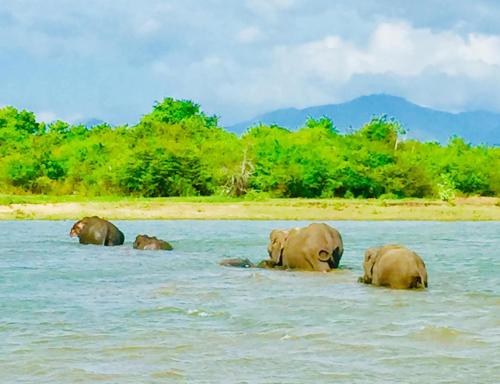 Udawalawe Safari House in Udawalawe
