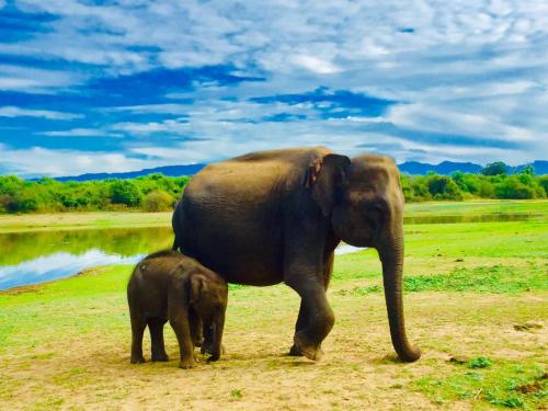 Udawalawe Safari House in Udawalawe