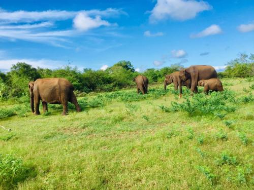 Udawalawe Safari House in Udawalawe