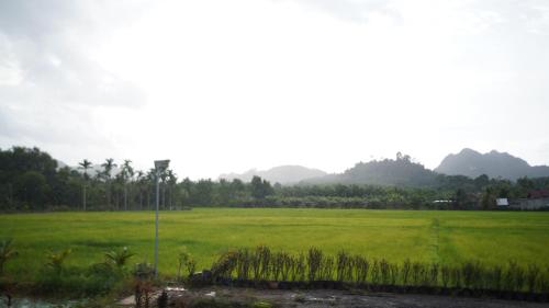 Rice Field Bungalows - Surat Thani Rice Field Bungalows - Surat Thani