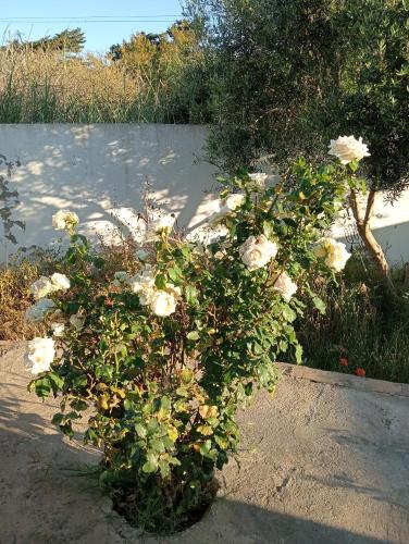 Jardín, Agréable (Agreable) in Ezzahra (Bin `Arus)