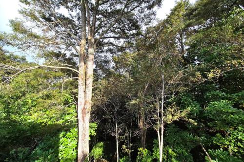 beach bush retreat at Leigh in Leigh
