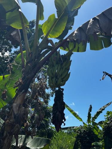 La Tropicale Zen - Cocons en pleine nature - image 5